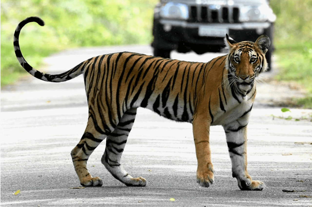 उत्तर प्रदेशः बाघ से इंसानों की दोस्ती कराएंगे &amp;#039;बाघ मित्र&amp;#039;