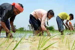 Modi सरकार का किसानों को तोहफा, MSP की गई बढ़ोत्तरी, देखें धान सहित किस फसल कितने बढ़े दाम