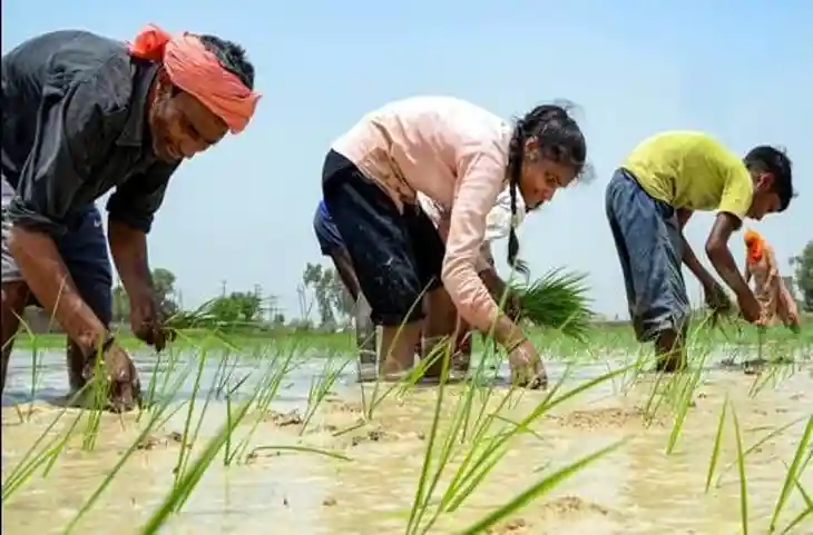 Modi सरकार का किसानों को तोहफा, MSP की गई बढ़ोत्तरी, देखें धान सहित किस फसल कितने बढ़े दाम