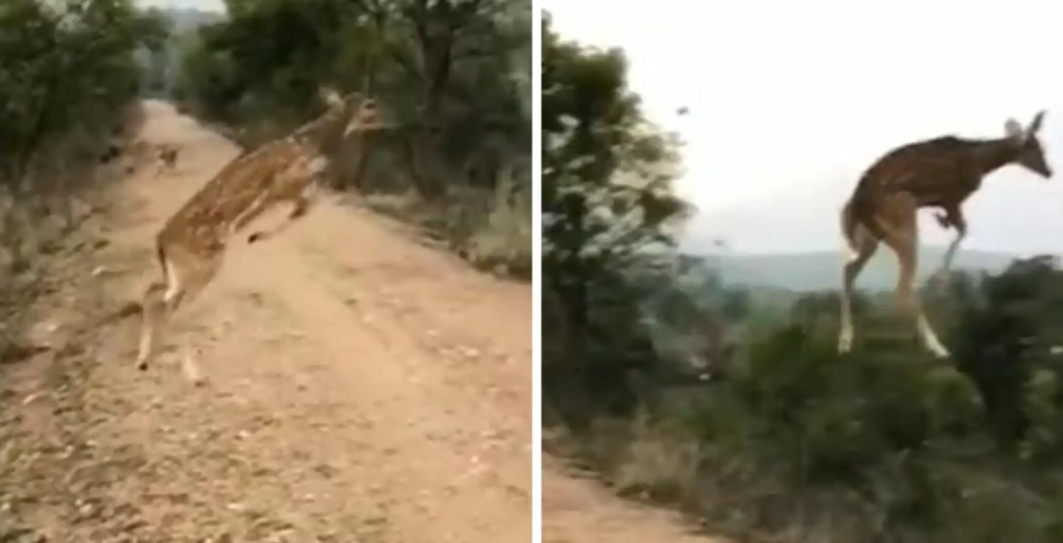 Viral Video Flying Deer उड़ने वाला हिरण देखा आपने, अभी तक नहीं तो देखिए इस वीडियो में