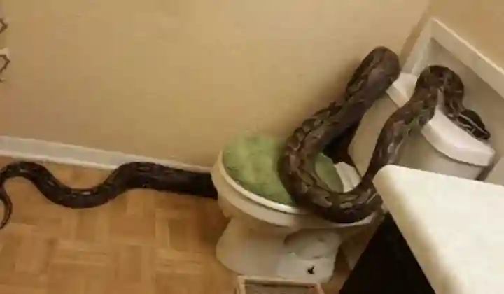 बाथरूम में नहाने गई महिला पर घात लगाए बैठा था King Cobra, शिकार करने का ढूंढ रहा था मौका, देखें वीडियो