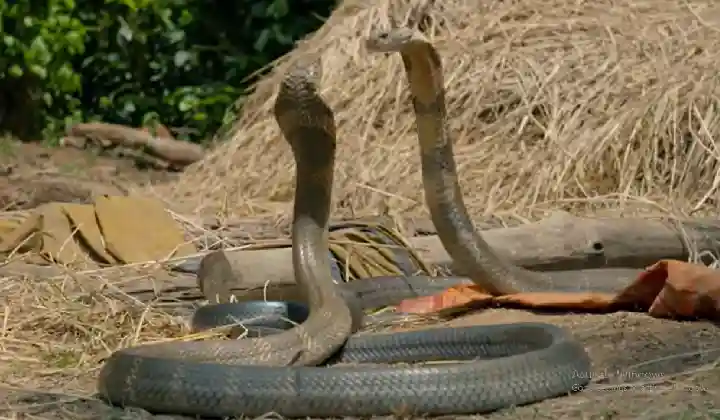 नागिन के लिए आपस में भिड़े सांपों के महाराजा किंग कोबरा, तीन मिनट तक चली खतरनाक फाइट, देखें वीडियो