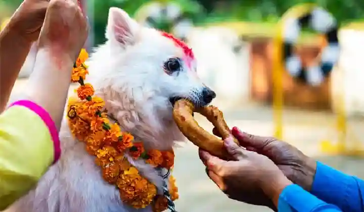 दिवाली पर यहां होती है कुत्ते, गाय और कौवे की पूजा, लगाया जाता हैं ‘छप्पन’ पकवानों का भोग