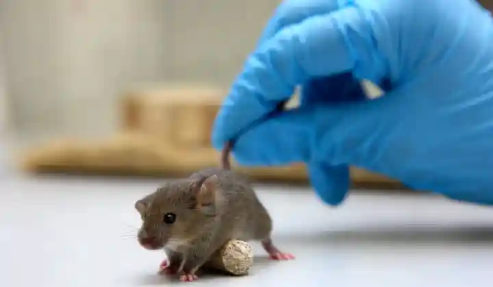 कोरोना वायरस से भी घातक महामारी फैला सकते है चूहे, रिसर्च में वैज्ञानिकों के उड़े होश