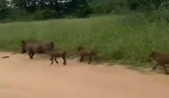 महज 5 सेकेंड में जंगली सूअर का शिकार कर ले गया तेंदुआ, वीडियो देख उड़ जाएंगे होश