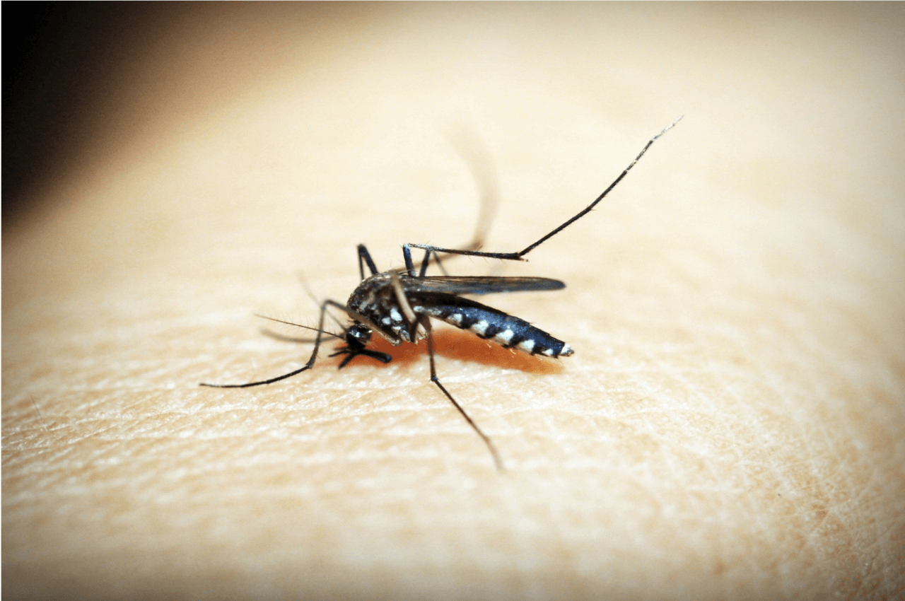 World Malaria Report : भारत में 73 प्रतिशत कम हुए मलेरिया के मरीज