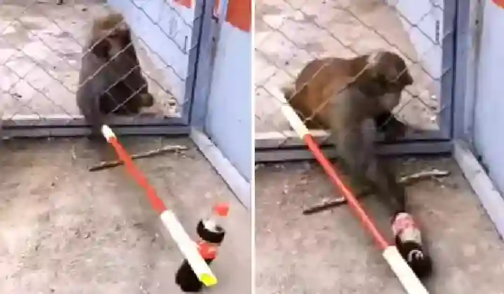 बंदर ने कोल्ड ड्रिंक पीने के लिए बिठाया देसी जुगाड़, वीडियो देख रह जाओगे हैरान