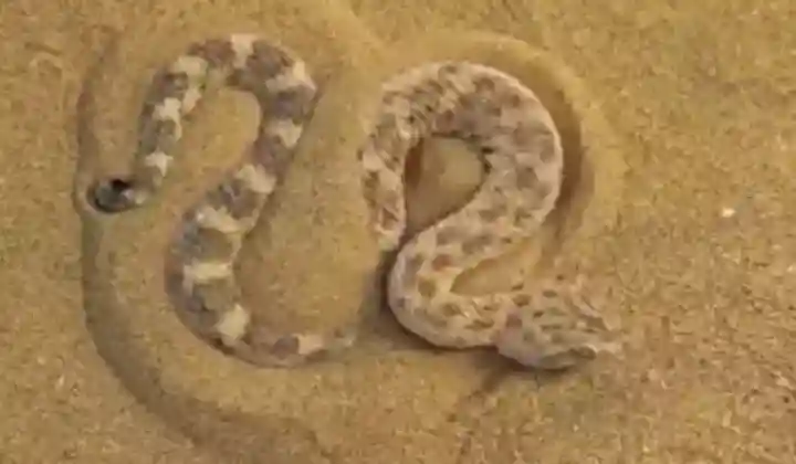 30 सेकेंड्स में रेत में समा गया सांप, घात लगाकर किया शिकार, देखें हैरान करने वाला वीडियो