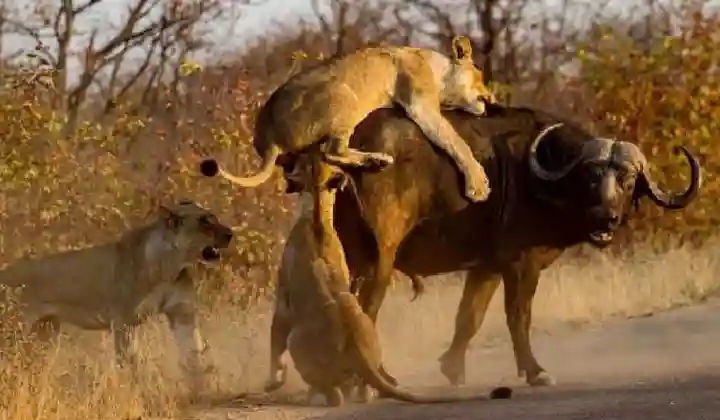 दो बब्बर शेरों से अकेला भिड़ गया जंगली भैंसा, मुंह से छीन लिया शिकार, देखें वायरल वीडियो