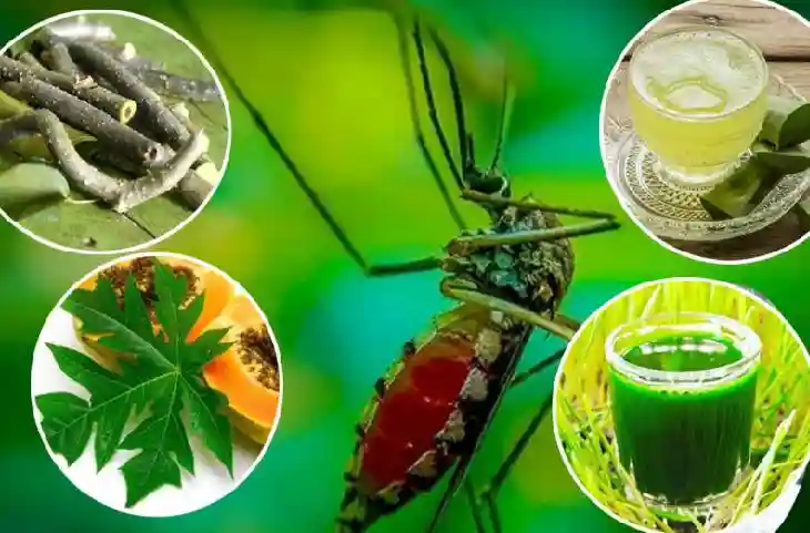 Dengue: डेंगू में प्लेटलेट्स बढ़ाने के लिए रामबाण हैं ये चीजें, जानिए क्या खाये और किन चीजों का करें परहेज
