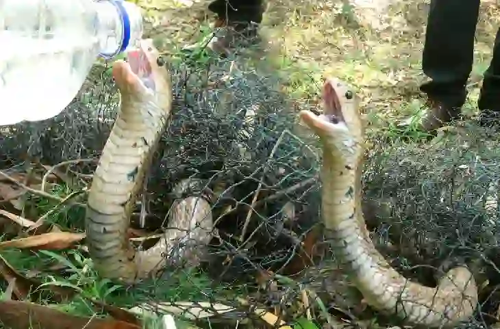 प्यासे कोबरा को देखकर पसीज जाएगा आपका दिल, बंदे ने मुंह से लगाई बोतल गट-गटकर के पी गया सारा पानी, देखें वीडियो