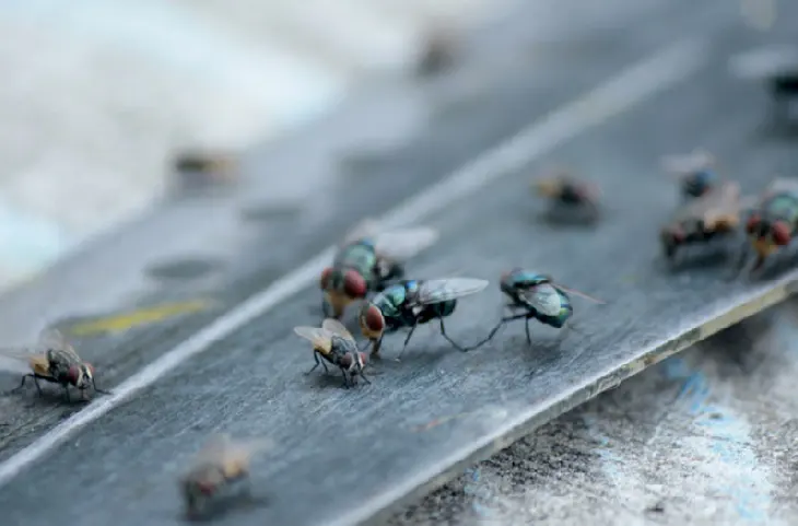 मानसून में घर में लग जाता है मक्खियों का तांता, छुटकारा पाने के लिए अपनाए ये ट्रिक्स