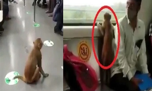Delhi Metro में साथी की तलाश में निकला बंदर, देखें कैसे सीट पर बैठकर DMRC के नियमों का किया पालन