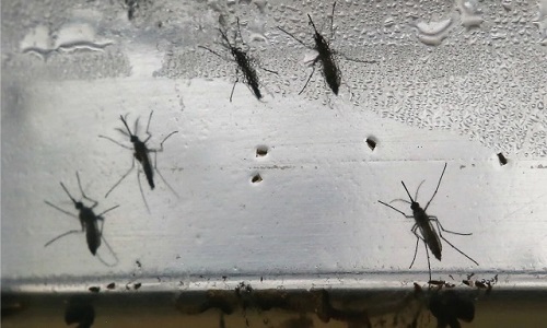 Monsoon Tips: मानसून में डेंगू, मलेरिया और चिकनगुनिया का खतरा, इन टिप्स के जरिए खुद को रखें सेफ