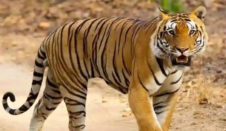 Tiger को पकड़ने के लिए तीन राज्यों की टीम आई एक-साथ, 14 दिनों से चल रहा ऑपरेशन बेहद खतरनाक