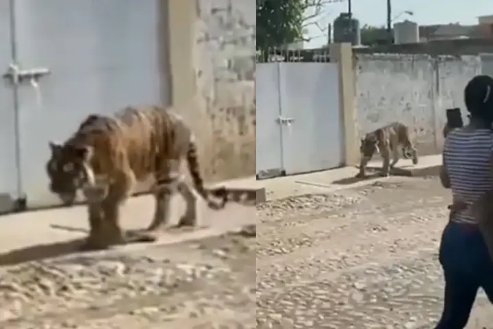 गली में खुलेआम टहल रहा था Bengal Tiger, एक आदमी आया और बिल्ली की तरह पकड़ कर ले गया! देखें वीडियो