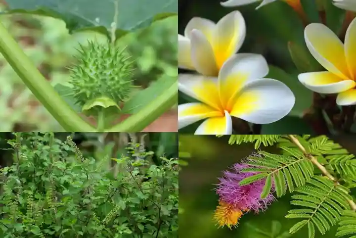 Sawan 2022: सावन माह शुरू होने से पहले घर ले आएं भोलेनाथ का ये पसंदीदा पौधा, रातों-रात चमक जाएगी किस्मत
