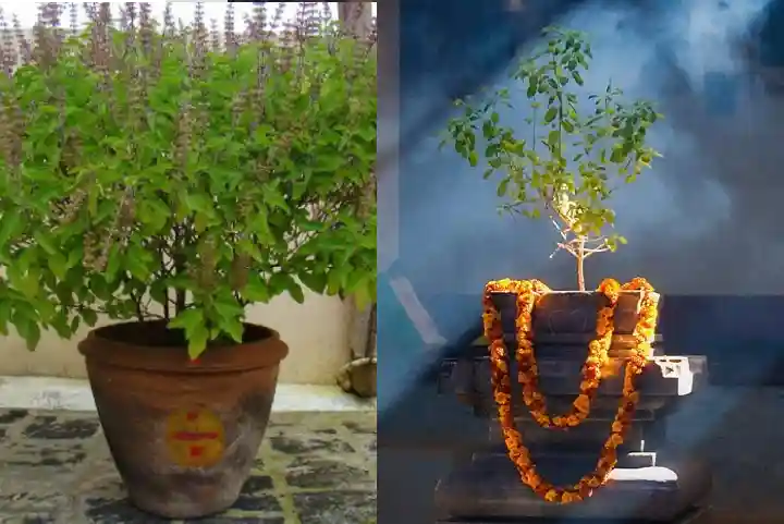 Tulsi Plant: लक्ष्मी मां की असीम कृपा पाने के लिए जान लें घर में तुलसी के पौधे को लगाने की सही दिशा