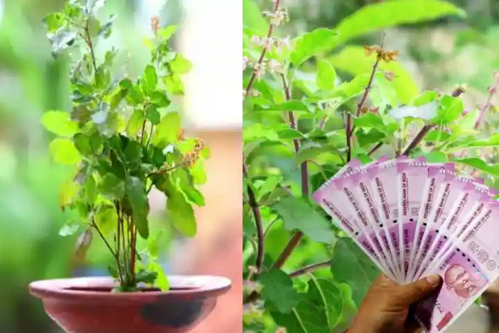 Vastu Tips: सावन महीने में तुलसी के साथ बस लगा लें ये पौधा, घर में होगी पैसों की जमकर बारिश