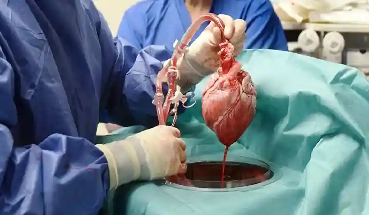 चमत्कार: सुअर का दिल ट्रांसप्लांट कर डॉक्टर ने दिया मरीज को जीवनदान, अद्भुत सर्जरी से रचा बड़ा इतिहास