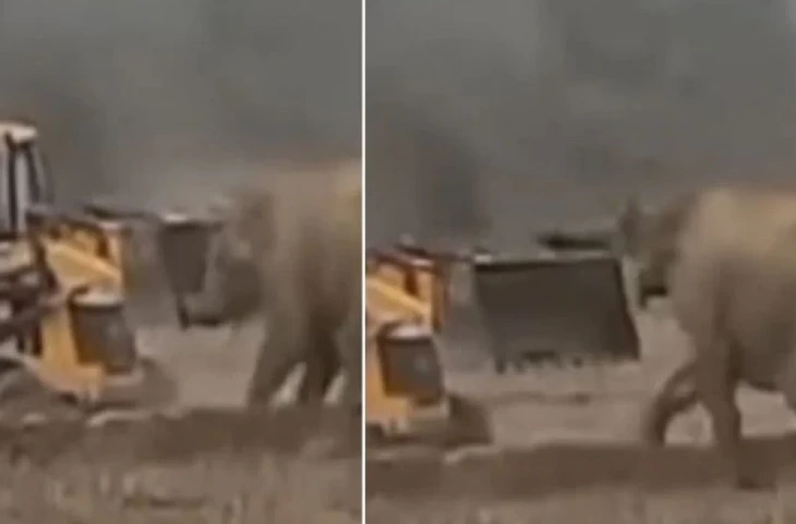 हाथी ने खुले मैदान में क्रेन मशीन को हवा उछाला, देख भाग खड़े हुए लोग- देखें वायरल वीडियो