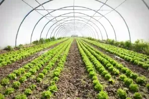 Organic Vegetables का ब्रिटेन दिवाना, भारत के किसान की लाखों में कमाई