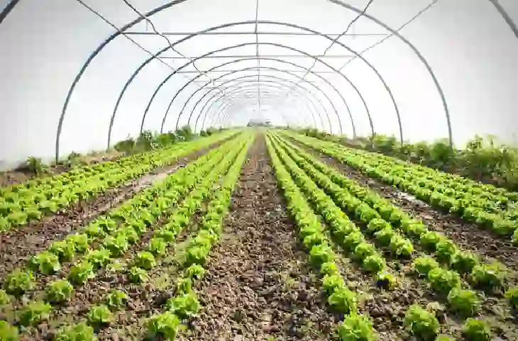 Organic Vegetables का ब्रिटेन दिवाना, भारत के किसान की लाखों में कमाई