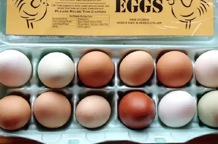 प्रोटीन का राजा Egg Veg or Non Veg? वैज्ञानिक ने ढूंढ निकाला इसका सटीक जवाब