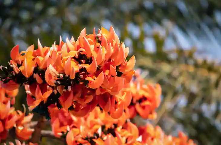 Vastu Tips: घर की तिजोरी में चुपचाप रख दें ये फूल फिर देखें कैसे होगा अद्भुत चमत्कार