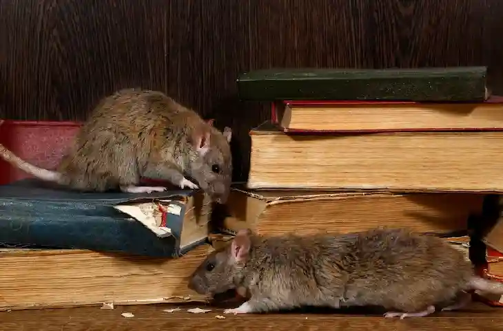 किचन से लेकर ऑफिस में धमाचौकड़ी करने वाले चूहों का दुश्मन है ये फल, महक मिलते ही टेंशन में आ जाते हैं