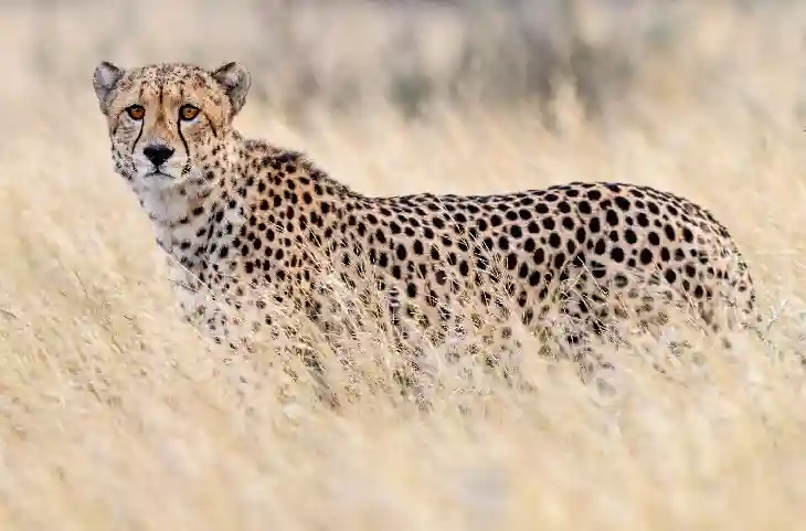 Cheetah in India: 70 साल बाद फिर से भारत में दौड़ते नजर आएंगे चीता