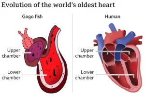 1 दिल 4 करोड़ साल पुराना, क्या आज भी धड़क रहा है? इसे कहते हैं चमत्कार
