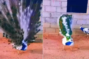 VIDEO: इससे पहले नहीं देखा इतना सुंदर मोर,पंख फैलाए यूं नाचता दिखा
