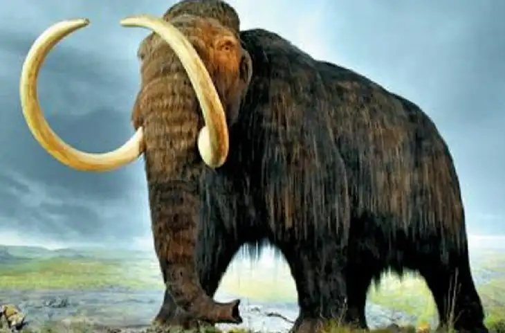Israel में 5 लाख साल पुराना हाथी दांत मिलने से मची खलबली,पुरातत्वविद के भी छूटे पसीने