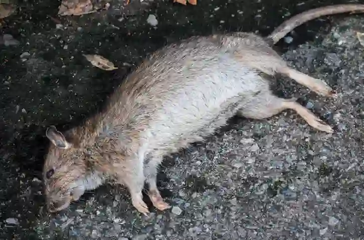 Rats Hacks:बिना मारे ऐसे पाएं चूहे के आतंक से छुटकारा,फॉलो करे ये आसान स्टेप्स
