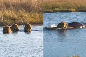 Video: जब तीन शेर पार कर रहे थे नदी, दरियाई घोड़े ने अकेले ही उनके छुड़वा दिए छक्के