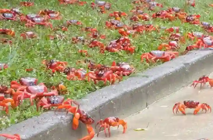 Australia की सड़को पर आया लाल केकड़ों का झुंड,आखिर कहां से आये अचानक इतने सारे