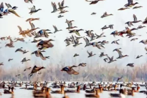 कश्मीर के प्रवासी पंछी लेकर आये शांति का संदेश- घाटी से लंबे समय से रहा है जुड़ाव