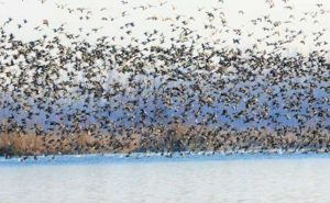 Wetland Migratory Birds