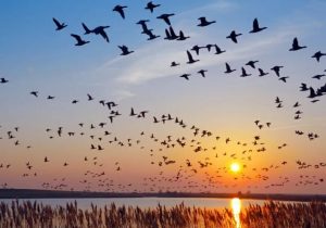 Wetland Migratory Birds