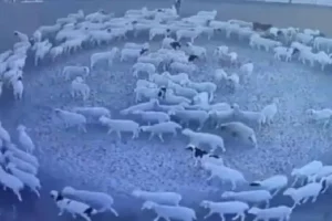 china में क्यों गोल-गोल क्यों घूम रहा भेड़ों का झुंड,सामने आया चौंका देने वाला मामला