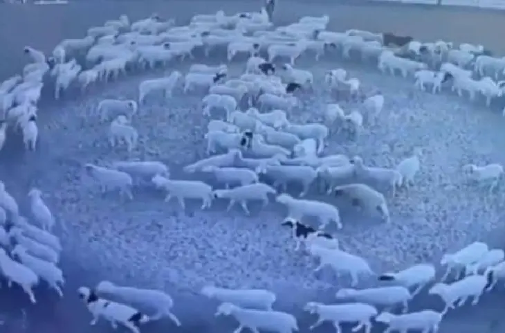 china में क्यों गोल-गोल क्यों घूम रहा भेड़ों का झुंड,सामने आया चौंका देने वाला मामला