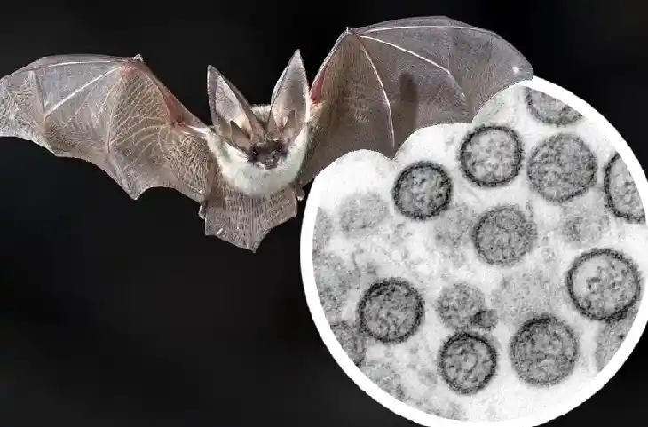 एक और नया वायरस मिलने से दुनियाभर में हड़कंप,चमगादड़ मे kiwira virus की पुष्टि,कितना जानलेवा?