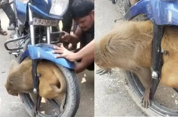 Video:जब चलती बाइक के पहिए में जा फंसा बंदर,वीडियो देख लोगों की थमी सांसे