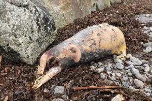 समुद्र में सूअर का राज?आयरलैंड में महासागर से बाहर आया अजीबोगरीब जीव, वैज्ञानिक हैरान