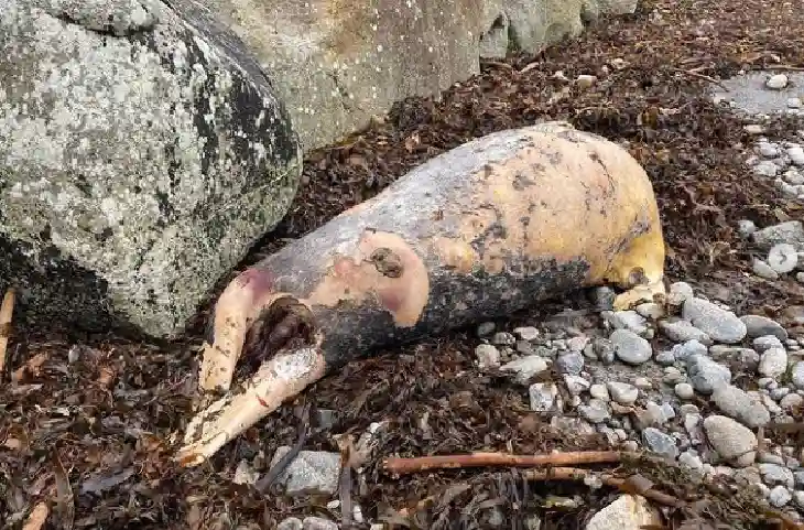 समुद्र में सूअर का राज?आयरलैंड में महासागर से बाहर आया अजीबोगरीब जीव, वैज्ञानिक हैरान