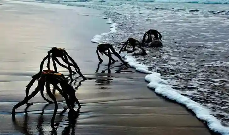 दक्षिण अफ्रीका के समुद्र तट पर दिखीं ये अजीबोगरीब चीजें,लोग इन्हें समझ बैठे Aliens