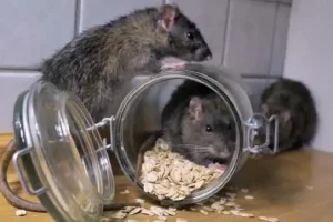 New York में चूहों के आतंक से निजात पाने के लिए निकाली नौकरी,सैलरी उड़ा देगी होश