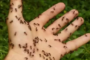 कमाल की हैं ये चींटियां इंसान को सूंघकर कर लेंगी कैंसर की पहचान?स्टडी ने किया चौंकाने वाला दावा