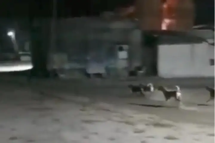 कमाल का वीडियो: गुजरात में आवारा शेर से भिड़े कुत्ते !